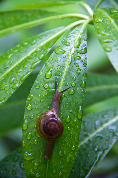 istock Close up of a snail on the leave 601925958