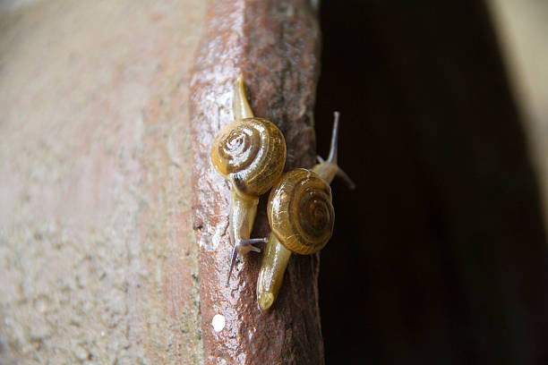 istock Close up of a snail on the leave 601926056