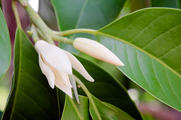 Champaka beautiful and aroma flower on the tree Champaka flower (Also called as Michelia alba champak, Michelia champaca, Magnoliceae hybrid champaka, champak, Magnolia champaka) on the tree with fragrance smell, timber is used for wood working champak stock pictures, royalty-free photos & images