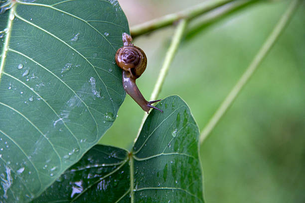 istock Close up of a snail on the leave 601926180