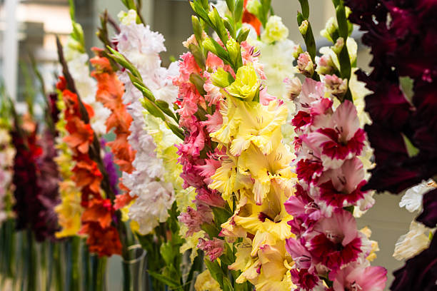 Colorful gladioli immersed in to the vases stock photo