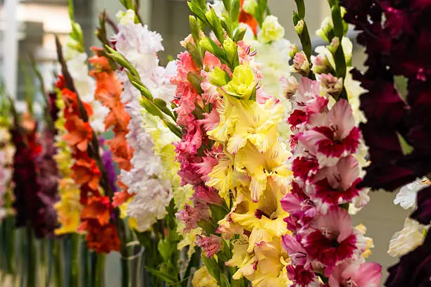 Colorful gladioli immersed in to the vases placed in a row on the black background