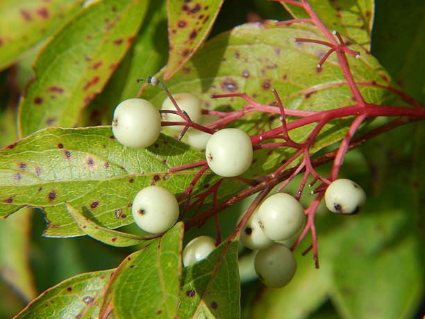 istock Gray Dogwood berries in autumn 601929360