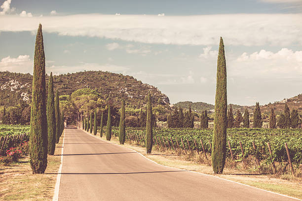 istock Cypresses alley through vineyards 601929504