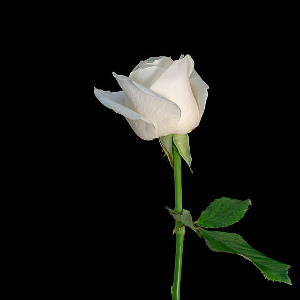 A pristine white flower gracefully blooms against a backdrop of rich green foliage, symbolizing purity and simplicity. The flower's delicate petals are softly illuminated, creating a peaceful and harmonious composition. The slight presence of spider silk adds a natural touch, while the blurred green background provides a calming contrast to the flower's crisp white tones. This photograph captures the essence of nature's elegance in a quiet and serene moment.