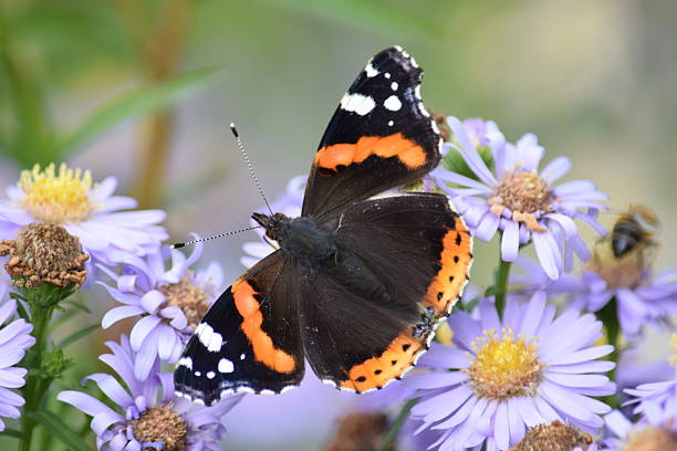 istock Red Admiral Butterfly, vanessa atalanta, on Michaelmas daisy 601930628