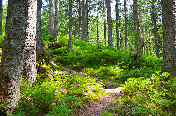 istock Forest trees. nature green wood sunlight backgrounds, Carpathian mountains 601932074