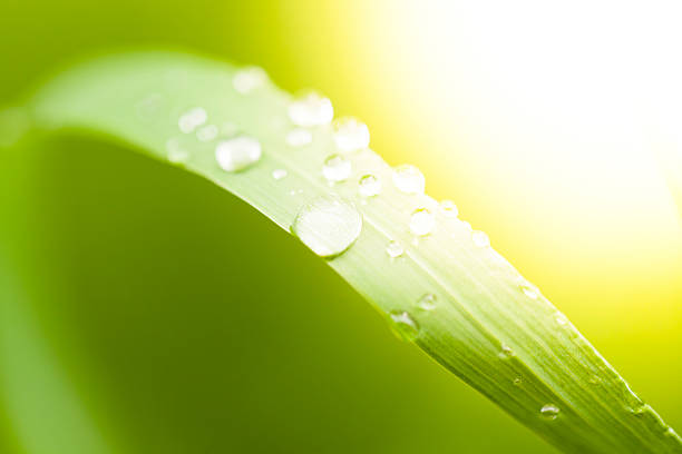 brin d'herbe  - blade of grass flash photos et images de collection