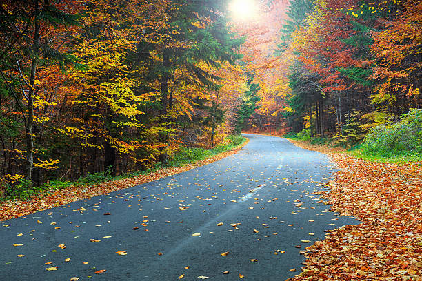 spektakuläre romantische straße im herbstlichen bunten wald - tranquil scene sky road street stock-fotos und bilder