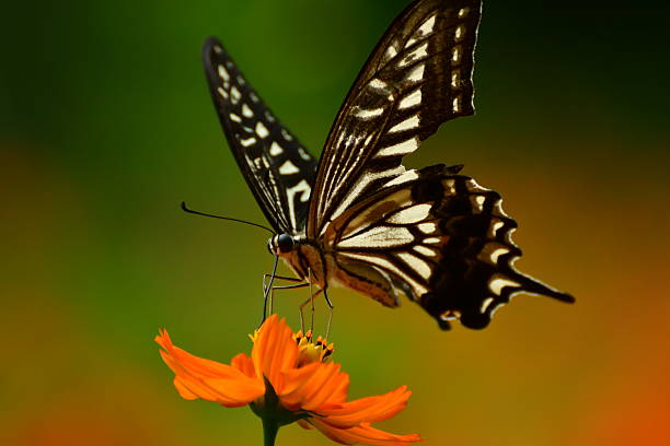 Orange Cosmos and Butterfly Orange cosmos normally blooms in July and August in Japan with butterflies circling around the flowers.  asian swallowtail butterfly photos stock pictures, royalty-free photos & images