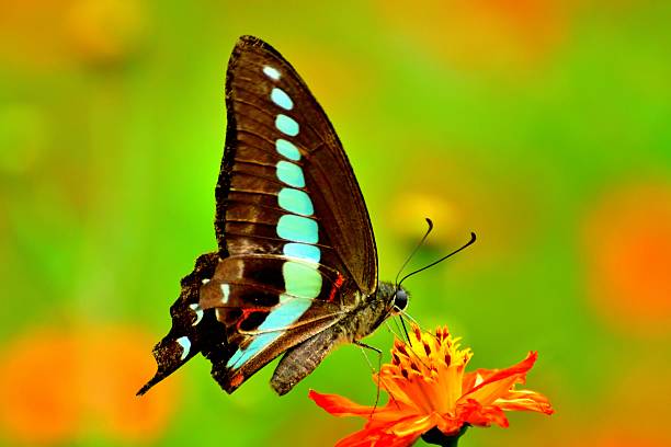 istock Orange Cosmos and Butterfly 601934278