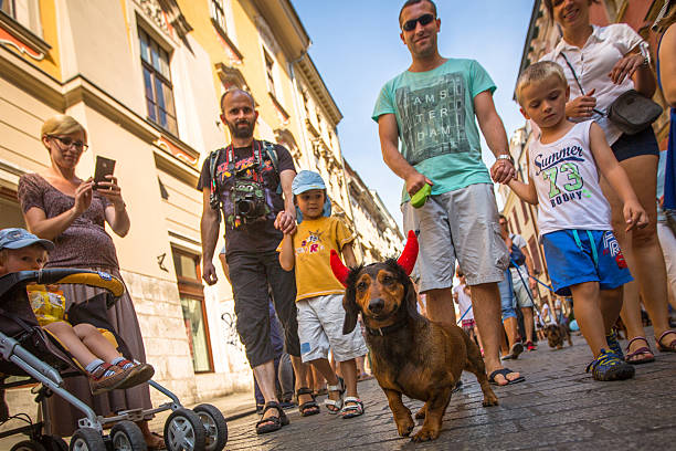 Krakow, Poland - February 11, 2016: Dog party in the annual 22nd Dachshund Parade (Marsz Jamnikow) on the Main Market Square. Parade costumed sausage dogs through Cracow has hosted every autumn since 1994.