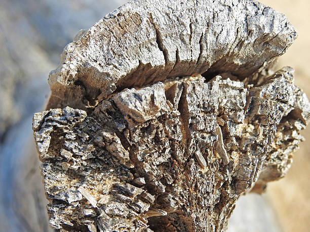 istock Piece of an old tree on the beach. 601935836