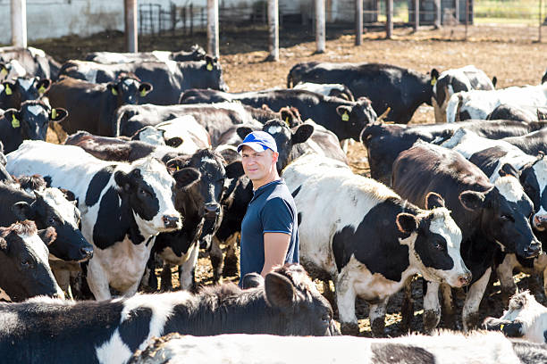 istock man farmer working on farm with dairy cows 601936554