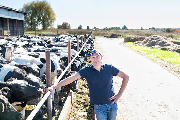 istock Portrait of veterinary technician feeding cows at farm 601936602