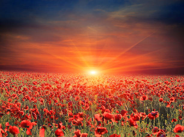 istock sunset over poppy flower meadow 601937886