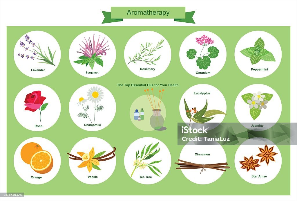 Aromatherapy Aromatherapy. The Top Essential Oils for Your Health. Eucalyptus Tree stock vector