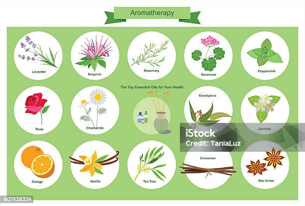 Aromatherapy Stock Illustration - Download Image Now - Eucalyptus Tree, Tea Tree Oil, Bergamot