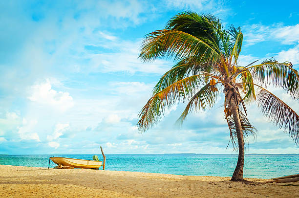 istock boat on caribbean beach with palm tree and blue sky 601938994