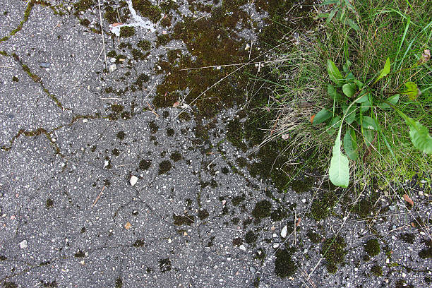 istock asphalt with cracks, moss and green grass, texture 601939384
