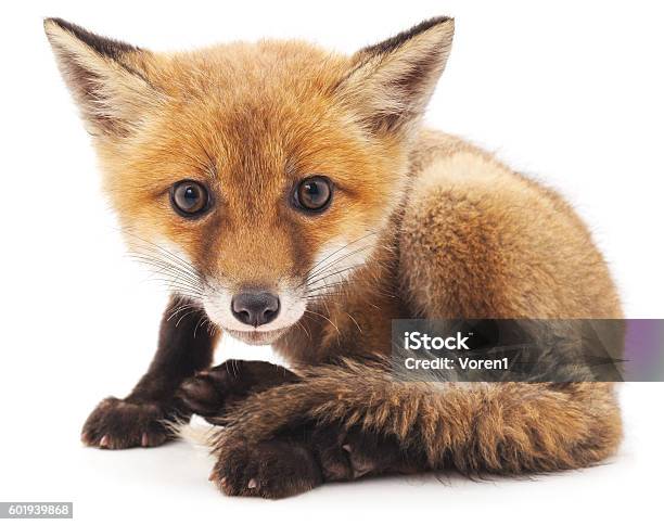 Little Fox Stock Photo - Download Image Now - Fox, White Background, Cut Out