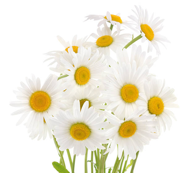istock Bouquet of chamomiles. 601939912