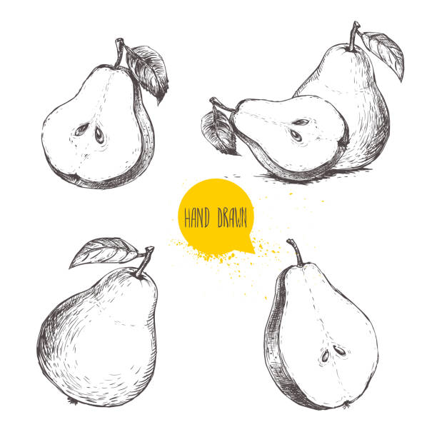 Set of hand drawn sketch style pears. Set of hand drawn sketch style pears. Sliced ripe pears. Vintage organic food illustration. pear stock illustrations