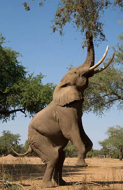 This African Elephant bull (Loxodonta africana) is one of only few in the wild known to get up on his back legs. The rangers of Mana Pools National Park have named him Boswell.