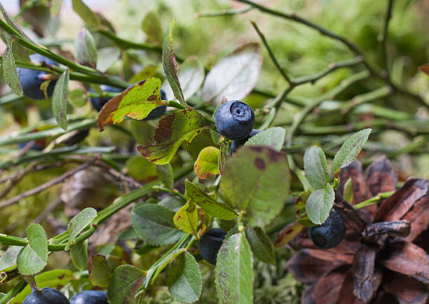 istock The blueberry Bush on natural blurred background 601943160