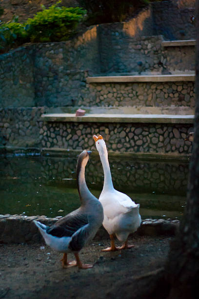 duckhood - waterbirds fotografías e imágenes de stock