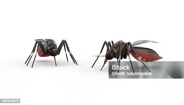 Isolated Mosquito Stock Photo - Download Image Now - Dengue Fever - Fever, Mosquito, Animal Body Part