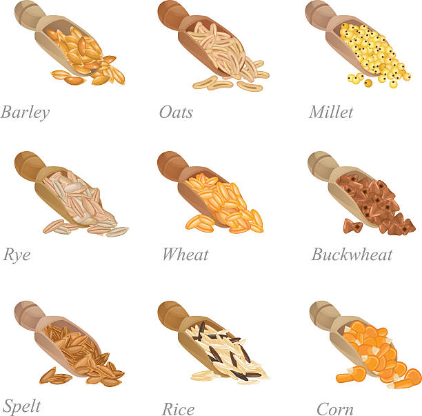 ilustraciones, imágenes clip art, dibujos animados e iconos de stock de nueve palas con diferentes cereales en ellas - whole wheat
