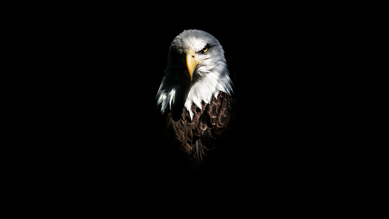 Mirada de águila aislada photo