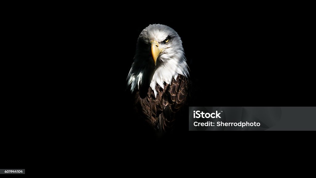 Isolated Eagle Stare Isolated eagle head with contrasting shadows. Black background, against the white, brown, and yellow of its head.  Eagle - Bird Stock Photo