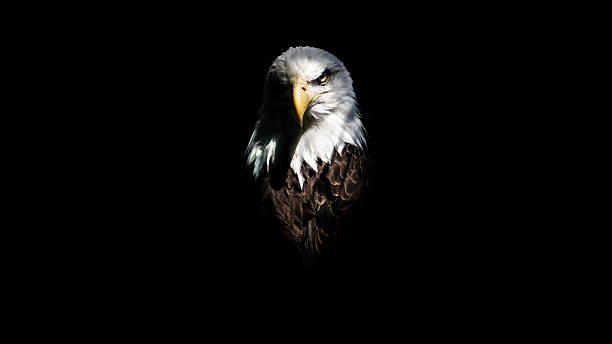 Isolated Eagle Stare Isolated eagle head with contrasting shadows. Black background, against the white, brown, and yellow of its head.  eagles stock pictures, royalty-free photos & images