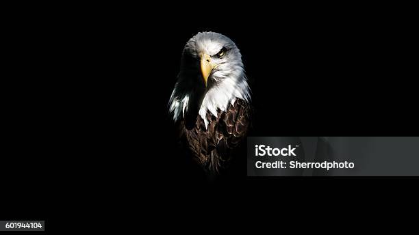 Isolated Eagle Stare Stock Photo - Download Image Now - Eagle - Bird, Bald Eagle, Black Color