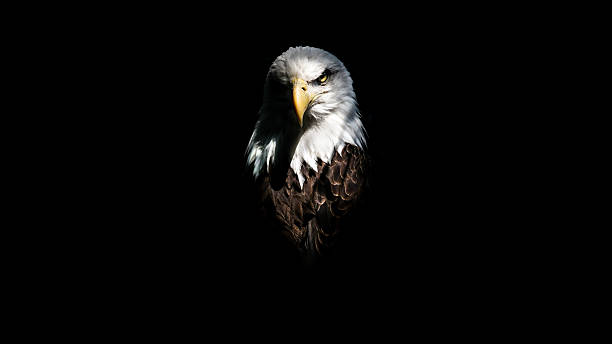 isolated eagle stare - animal eye bird nature animal head imagens e fotografias de stock