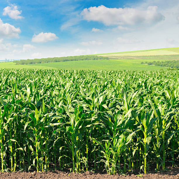 istock green field and blue sky 601945306