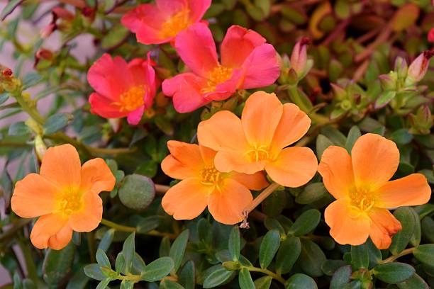 istock Orange portulaca flowers 601945918