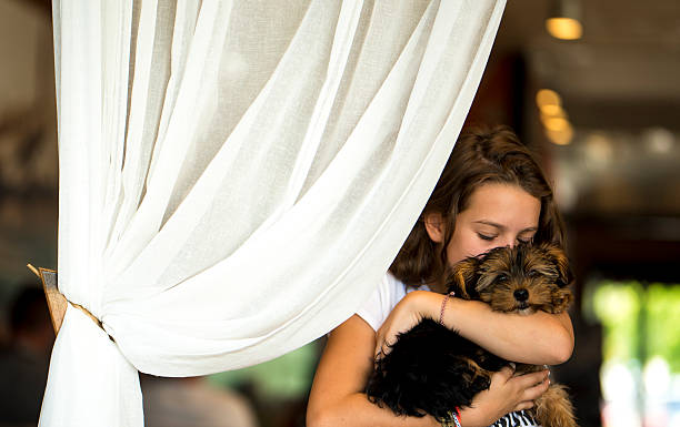 Endless love Little girl standing by the white curtain in a restaurant or a bar and holding and hugging cute little puppy, yorkshire terrier. newborn yorkie puppies stock pictures, royalty-free photos & images