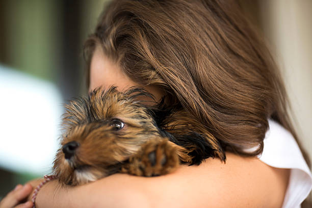 Endless love Little girl holding and hugging cute little puppy, yorkshire terrier. newborn yorkie puppies stock pictures, royalty-free photos & images
