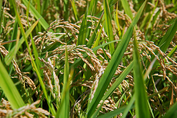 istock Ears of rice in paddy field 601948530