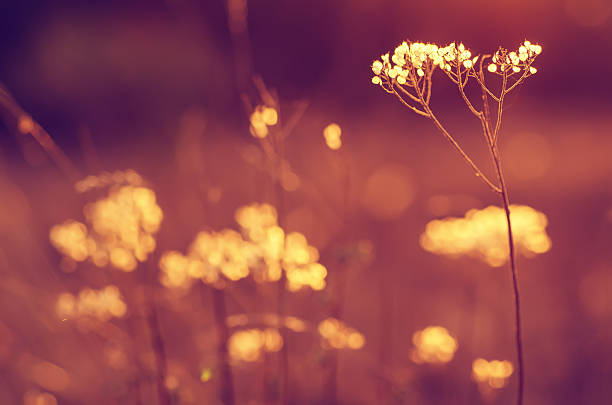 istock Autumn sunset plant 601948640