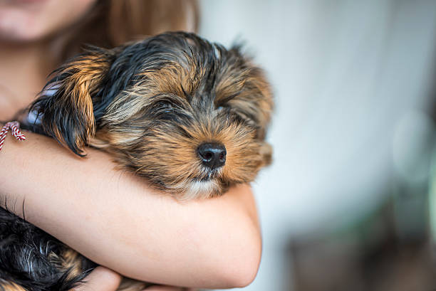 Endless love Little girl holding cute little puppy, yorkshire terrier. newborn yorkie puppies stock pictures, royalty-free photos & images
