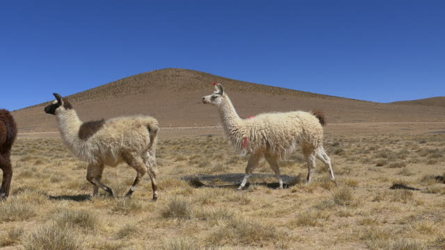 Llamas Walking