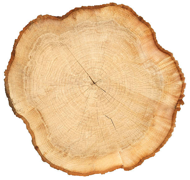 istock wavy wood tree sliced cross section with tree rings 602286454