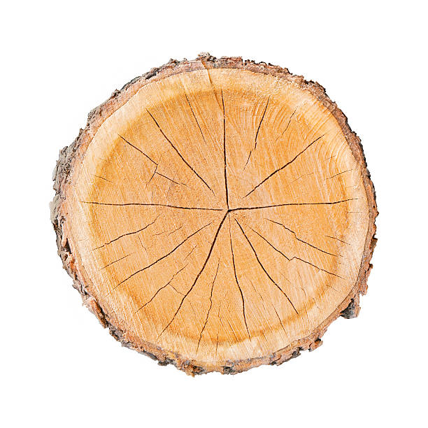 istock Isolated Wood Tree Section with Rings and Cracked Texture 602287774