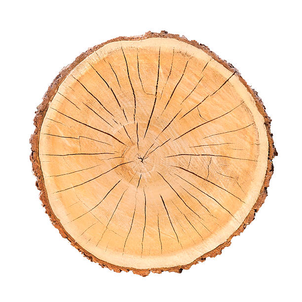 istock Isolated Wood Tree Section with Rings and Cracked Texture 602287818