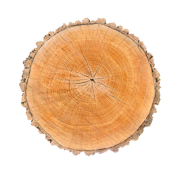 istock Isolated Wood Tree Section with Rings and Cracked Texture 602287912