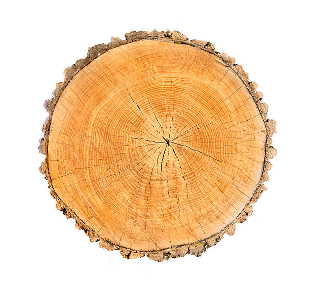 istock Isolated Wood Tree Section with Rings and Cracked Texture 602287940